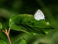 Zwergbläuling Schmetterling, Flügelunterseite